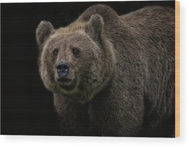 Portrait Wood Print featuring the photograph Not A Cuddly Toy Bear by Joachim G Pinkawa