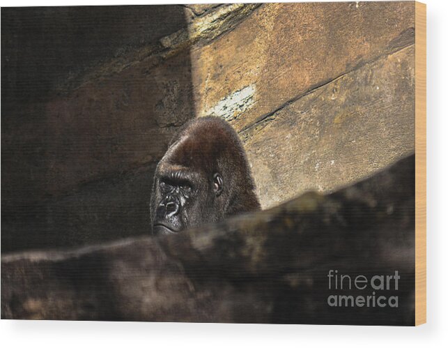 Primate Wood Print featuring the photograph Not Today by Gary Keesler
