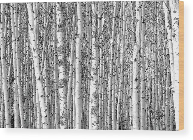 Canadian Rockies Wood Print featuring the photograph Nothing But Aspen by David T Wilkinson