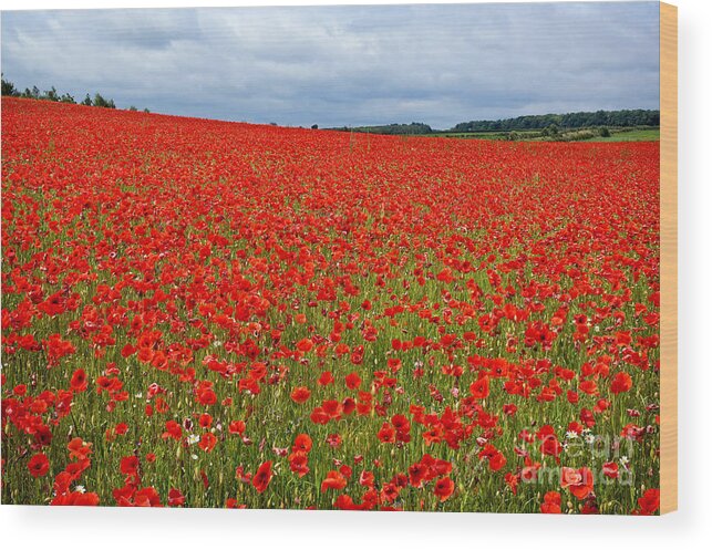 Landscape Wood Print featuring the photograph Nottinghamshire Poppy Field by David Birchall