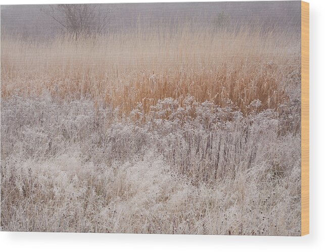 Late Autumn Wood Print featuring the photograph November Frosted Wild Field by Irwin Barrett