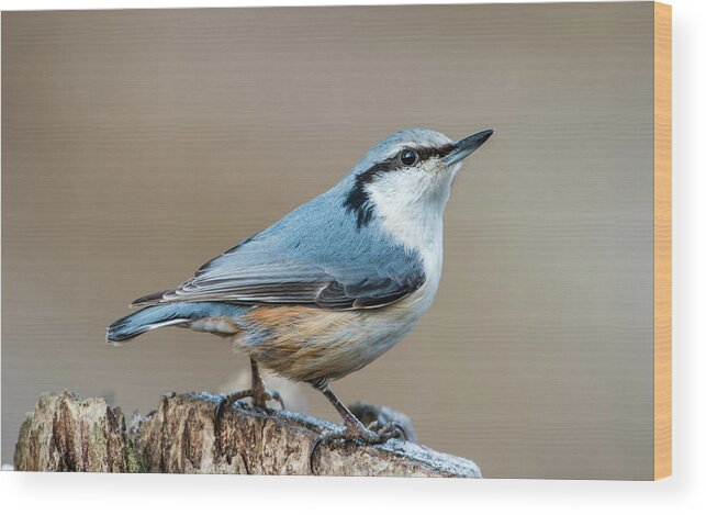 Nuthatch Wood Print featuring the photograph Nuthatch's pose by Torbjorn Swenelius