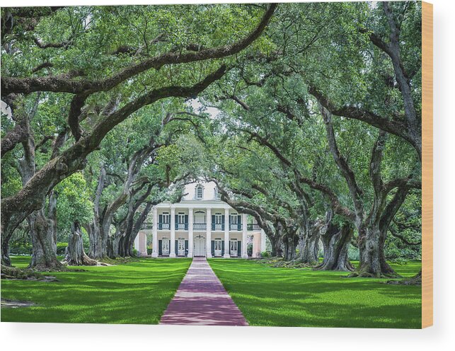 Plantation Wood Print featuring the photograph Oak Alley by Jaime Mercado