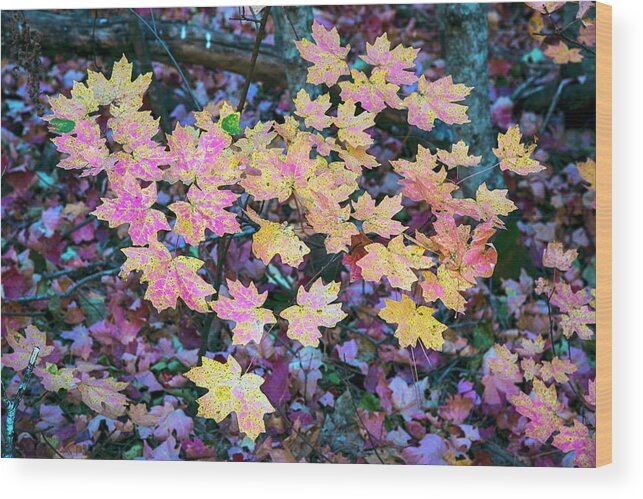 Yellow Leaves Wood Print featuring the photograph Oak Creek Canyon fall colors by Dave Dilli