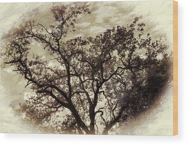 Tree Wood Print featuring the photograph Oak tree by Athala Bruckner