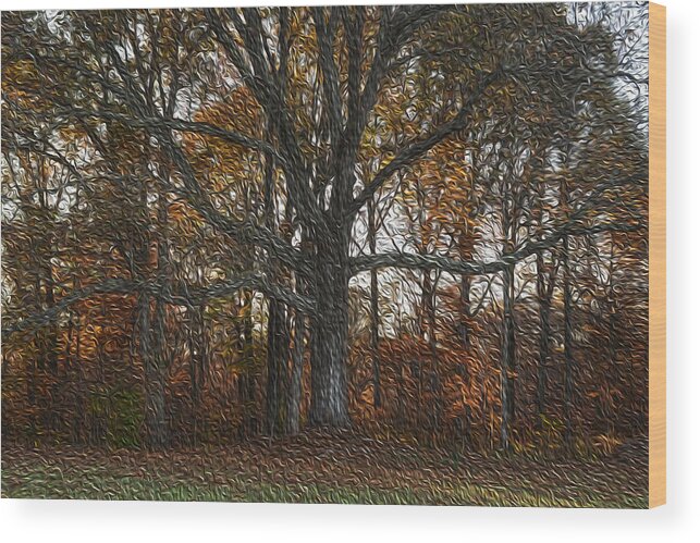 Oak Tree Wood Print featuring the photograph Embracing Autumn by Wanda Brandon