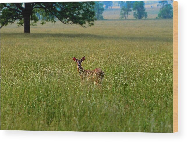 Fine Art Wood Print featuring the photograph Observer by Rodney Lee Williams