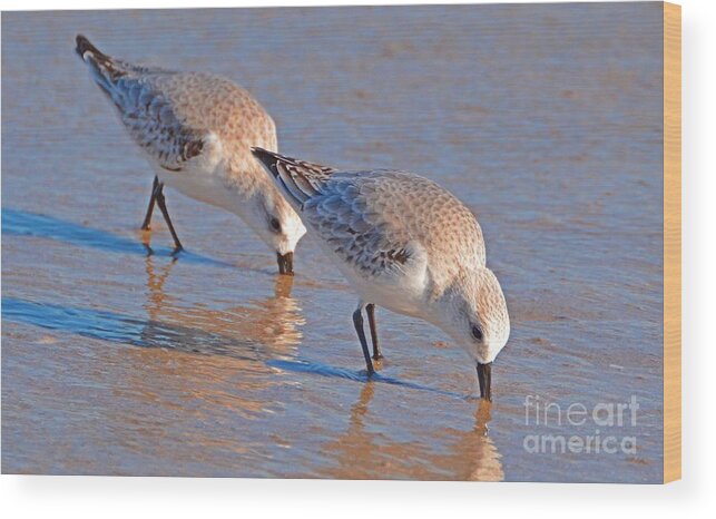 Ocean Birds Wood Print featuring the photograph Outer Banks OBX #15 by Buddy Morrison