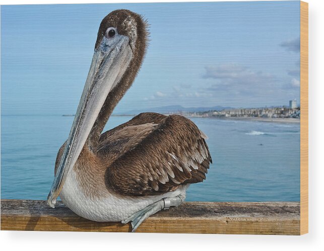 Brown Pelican Wood Print featuring the photograph Oceanside Brown Pelican by Kyle Hanson