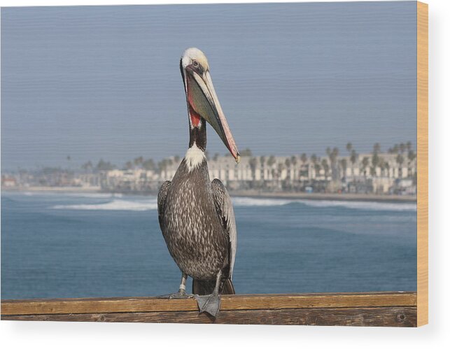 Brown Pelican Wood Print featuring the photograph Oceanside Pelican - 4 by Christy Pooschke