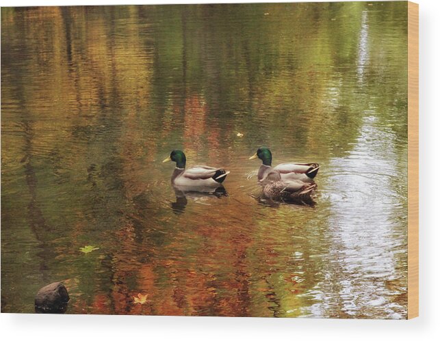 Ducks Wood Print featuring the photograph October Swim by Jessica Jenney