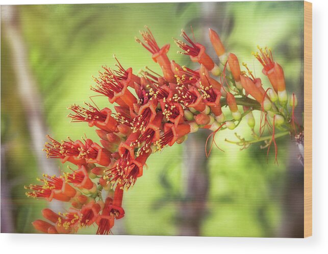 Ocotillo Cactus Wood Print featuring the photograph Ocotillo Blossoms by Saija Lehtonen