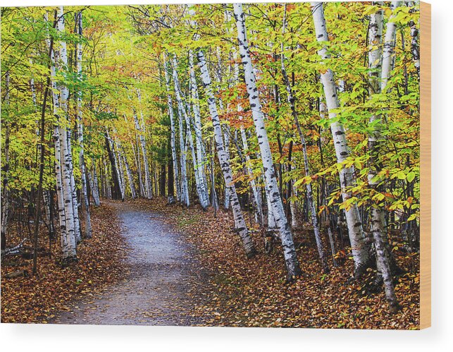 Autumn Wood Print featuring the photograph October Birch Forest by Mircea Costina Photography