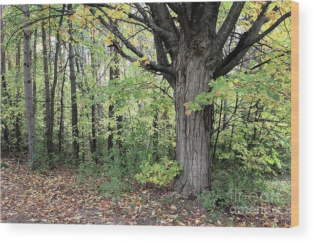 Landscape Wood Print featuring the photograph October Trees by Laura Kinker
