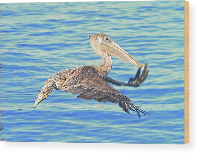 Pelican Wood Print featuring the photograph Odd Flight by Shoal Hollingsworth