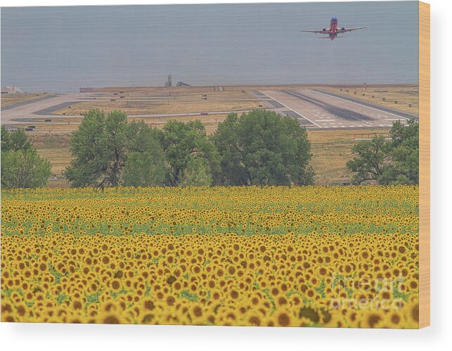 Sunflower Fields Wood Print featuring the photograph O'er Fields of Gold by Jim Garrison
