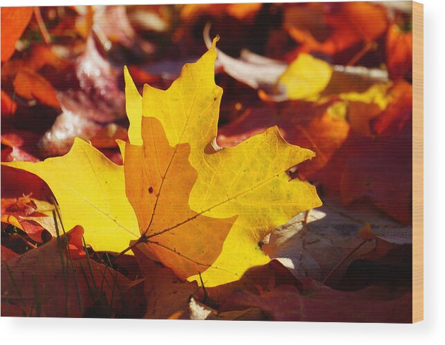 Of Light And Leaves Wood Print featuring the photograph Of Light and Leaves too by Rachel Cohen