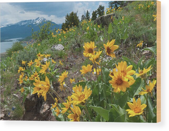 Silverthorne Wood Print featuring the photograph Oh Lovely Colorado by Cascade Colors