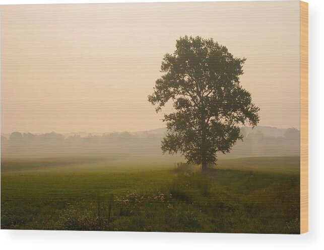 Trees Wood Print featuring the photograph Ohio Tree at Dawn by Polly Castor