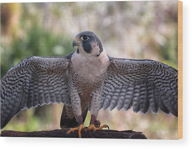 Florida Wood Print featuring the photograph Okeeheelee Nature Center - Tundra the Peregrine Falcon - Wings Up by Ronald Reid