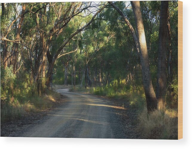 Area Wood Print featuring the photograph Old Bush Road by Damian Morphou