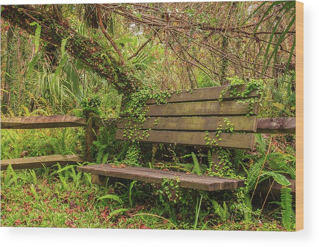 Florida Wood Print featuring the photograph Old Forest Bench by Stefan Mazzola