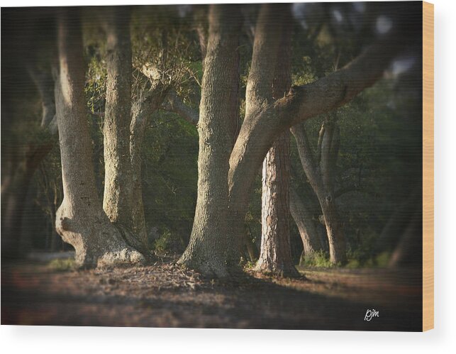 Fort Fisher Wood Print featuring the photograph Old Friends Meet In The Woods by Phil Mancuso
