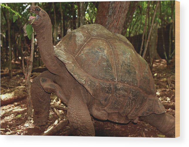 Tortoise Wood Print featuring the photograph Old Man Of The Sea by Aidan Moran