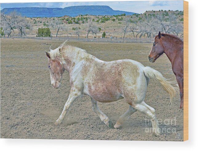 Horse Wood Print featuring the photograph Old Mare by Debby Pueschel