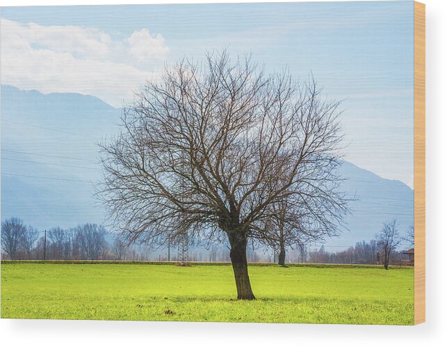 Dubino Wood Print featuring the photograph Old Tree by Pavel Melnikov