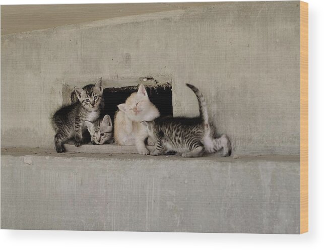 #沖縄 #okinawa #japan #cools_japan #japan_of_insta #syuri #cat #kittens #animal #猫 #family #可愛い #kawaii #kitte #オールドレンズ #travel_captures #naha #street #pentax #carlzeiss #oldlens Wood Print featuring the photograph Old vacant house kittens by Kuro Kuro