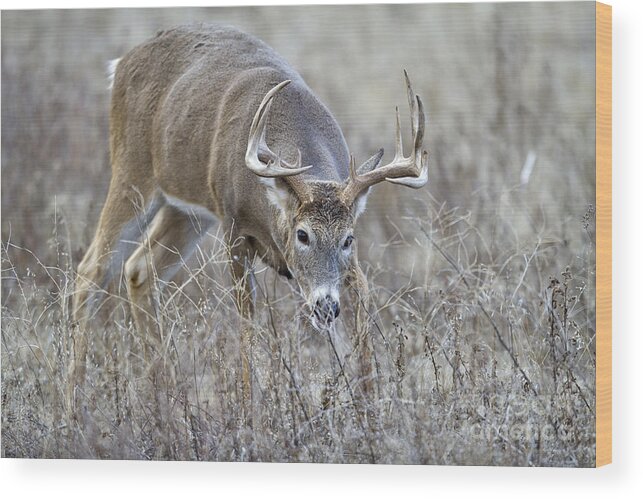 Deer Wood Print featuring the photograph Old Warrior by Douglas Kikendall