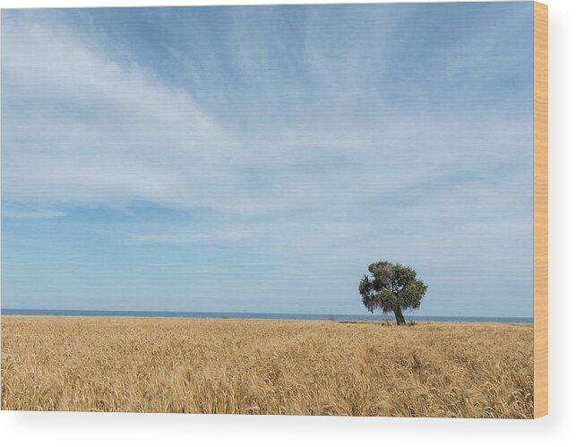 Olive Tree Wood Print featuring the photograph Olive tree on the wheat field by Michalakis Ppalis