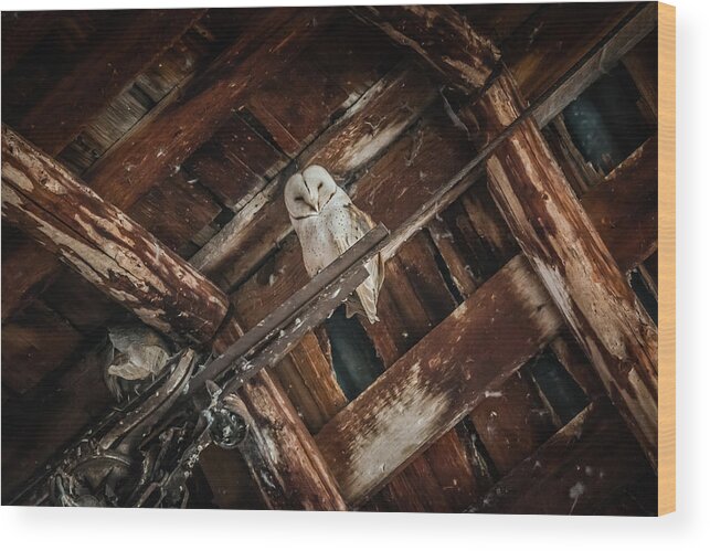 2015 Wood Print featuring the photograph Olsen Barn Owls by Jan Davies