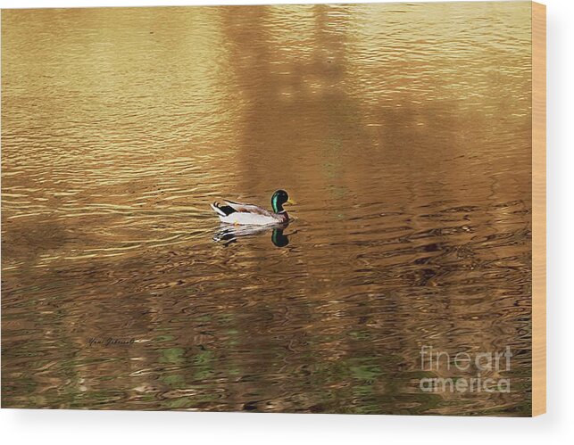 Mallard Duck Wood Print featuring the photograph On Golden Pond by Yumi Johnson