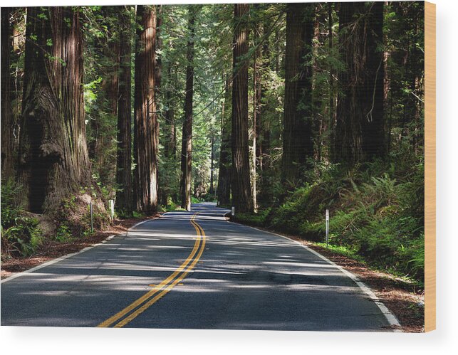 Road Wood Print featuring the photograph On the Avenue of the Giants by Rick Pisio