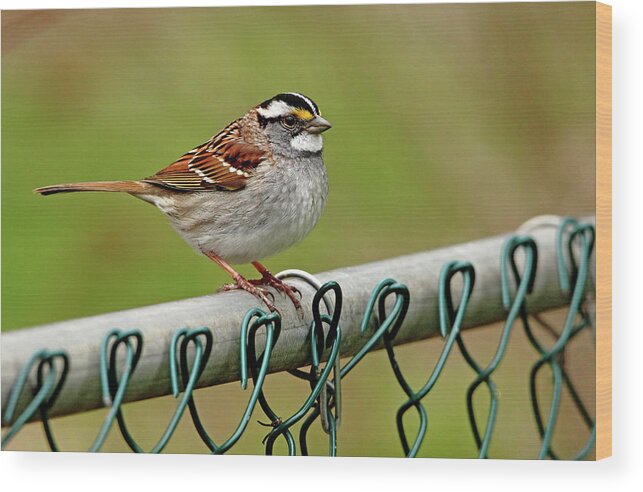 White Throated Sparrow Wood Print featuring the photograph On The Fence by Debbie Oppermann