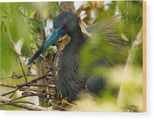 Tri-color Heron Wood Print featuring the photograph On The Nest by Christopher Holmes