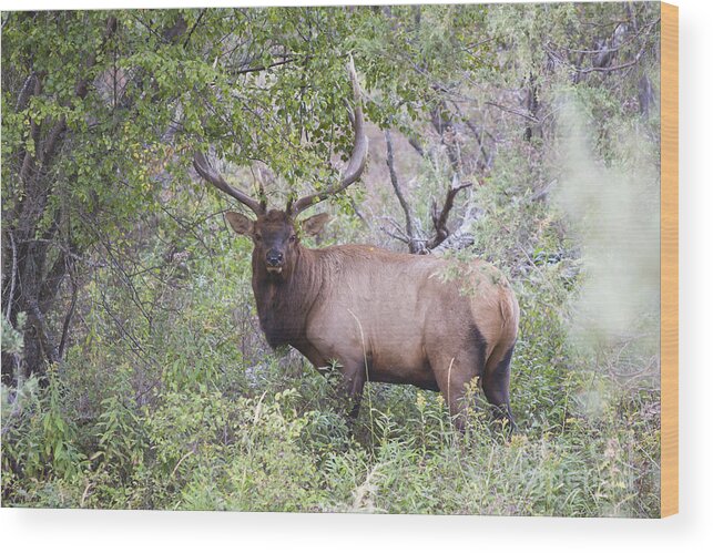 Elk Wood Print featuring the photograph On the River by Douglas Kikendall