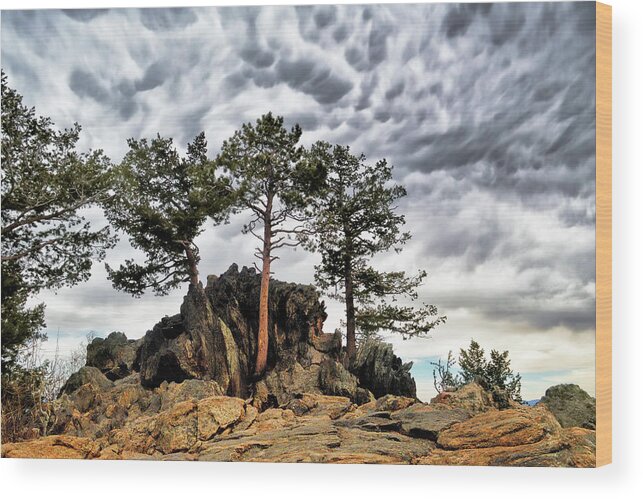 Nature Wood Print featuring the photograph On The Rocks by Ann Powell