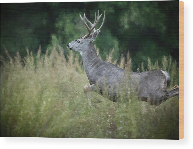 Buck Wood Print featuring the photograph On the Run by Belinda Greb