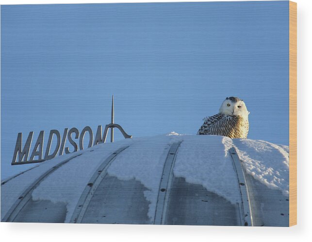Snowy Owl Wood Print featuring the photograph On Top Of Ol Madison by Brook Burling