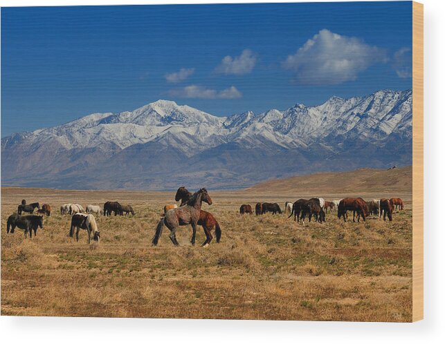 Wild Horses Wood Print featuring the photograph Onaqui Wild Horses by Greg Norrell