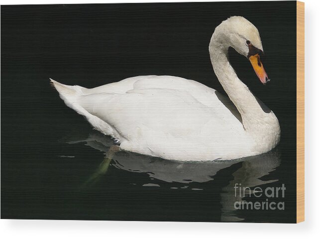 Swan Wood Print featuring the photograph Once Upon Reflection by Linda Shafer