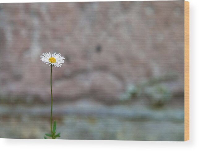 Nature Wood Print featuring the photograph One Daisy by Jonathan Nguyen