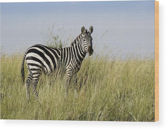 Africa Wood Print featuring the photograph One Handsome Zebra by Michele Burgess