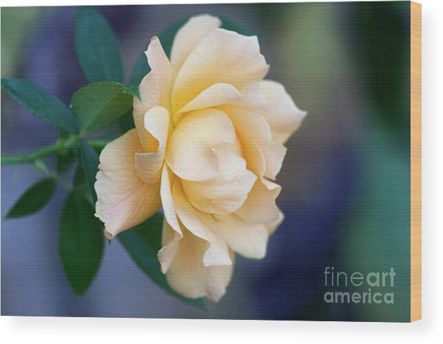 Rose Wood Print featuring the photograph One Last Rose by Joan Bertucci