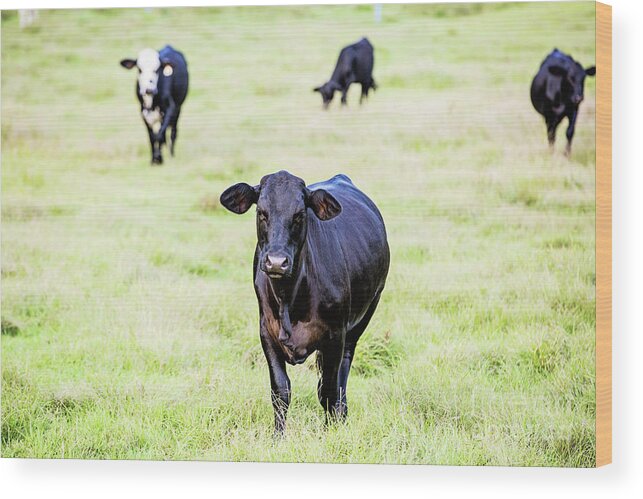 Cattle Wood Print featuring the photograph One of the Boys by Scott Pellegrin