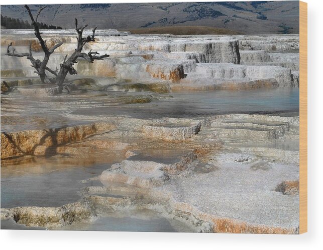 Yellowstone Wood Print featuring the photograph Opal Terrace - Yellowstone by Stephen Vecchiotti