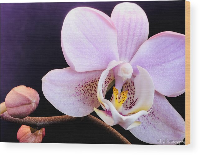 Flowers Wood Print featuring the photograph Open Orchid by Wendy Carrington